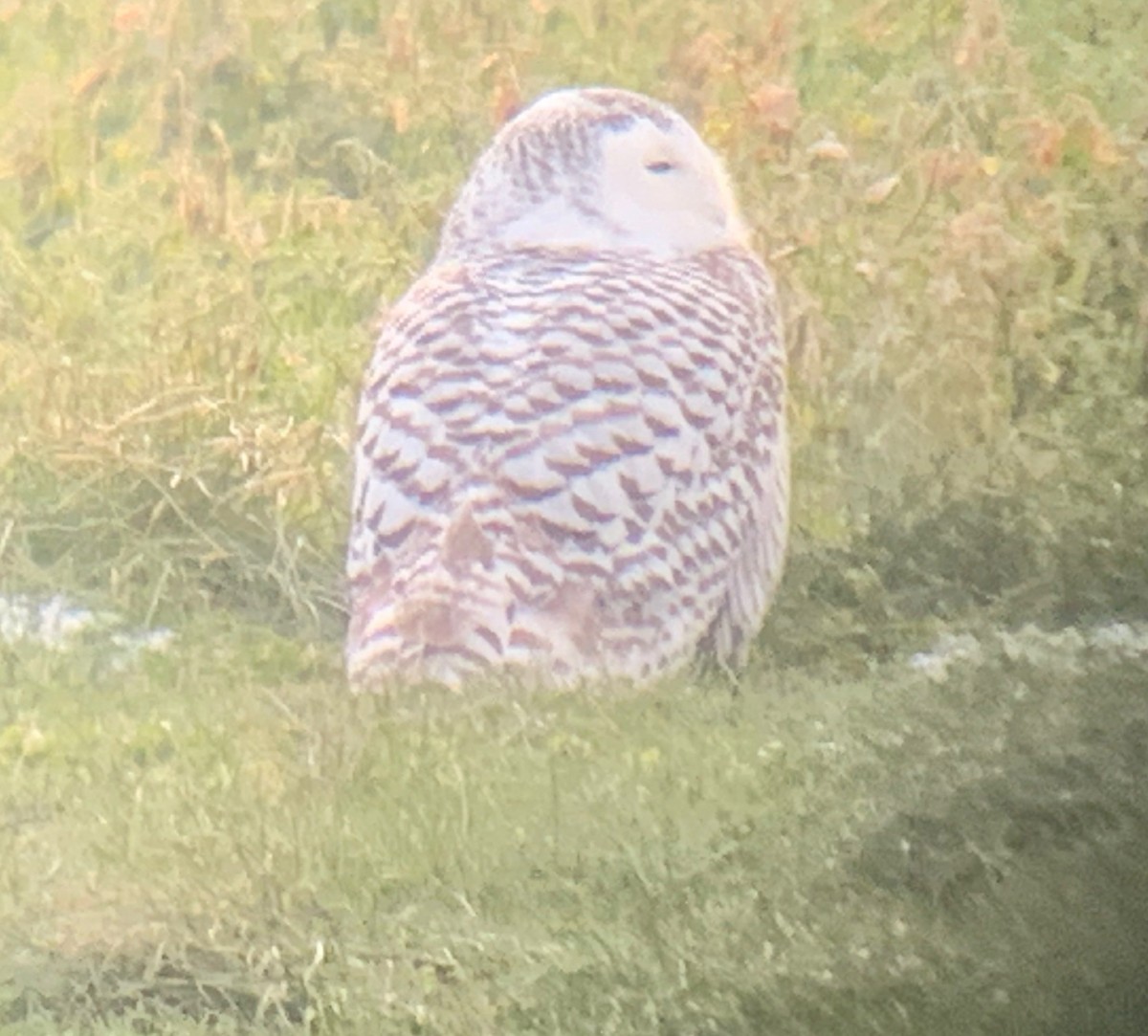 Snowy Owl - ML291296201