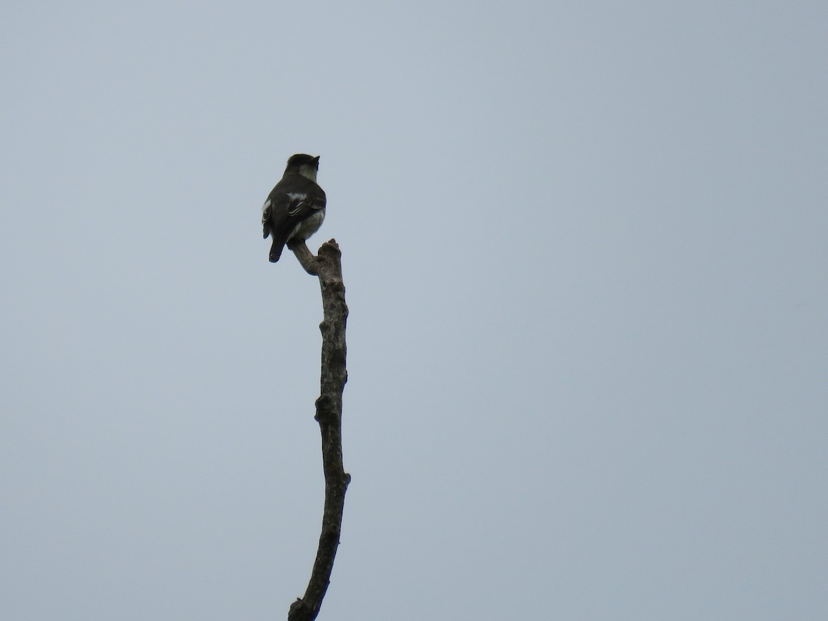 Olive-sided Flycatcher - Phil Lehman