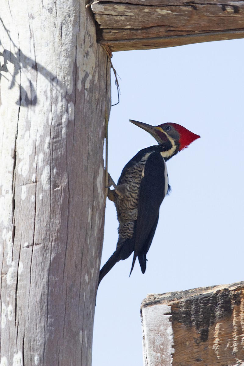 Lineated Woodpecker - ML291298901