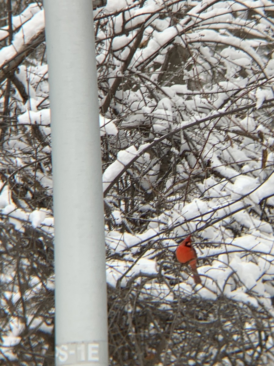 Northern Cardinal - ML291299271