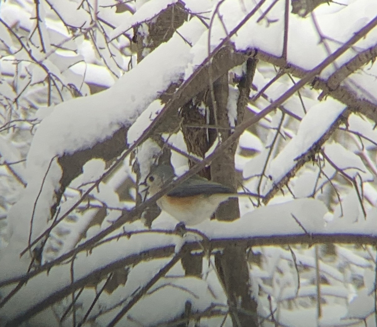 Tufted Titmouse - ML291299541