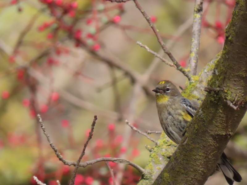 Yellow-rumped Warbler - ML291300731
