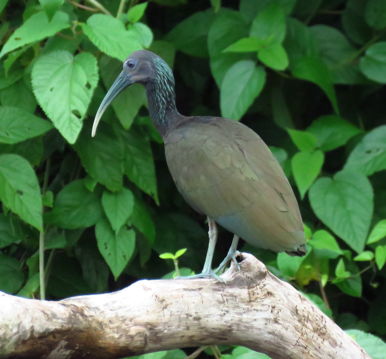 Green Ibis - ML291303491