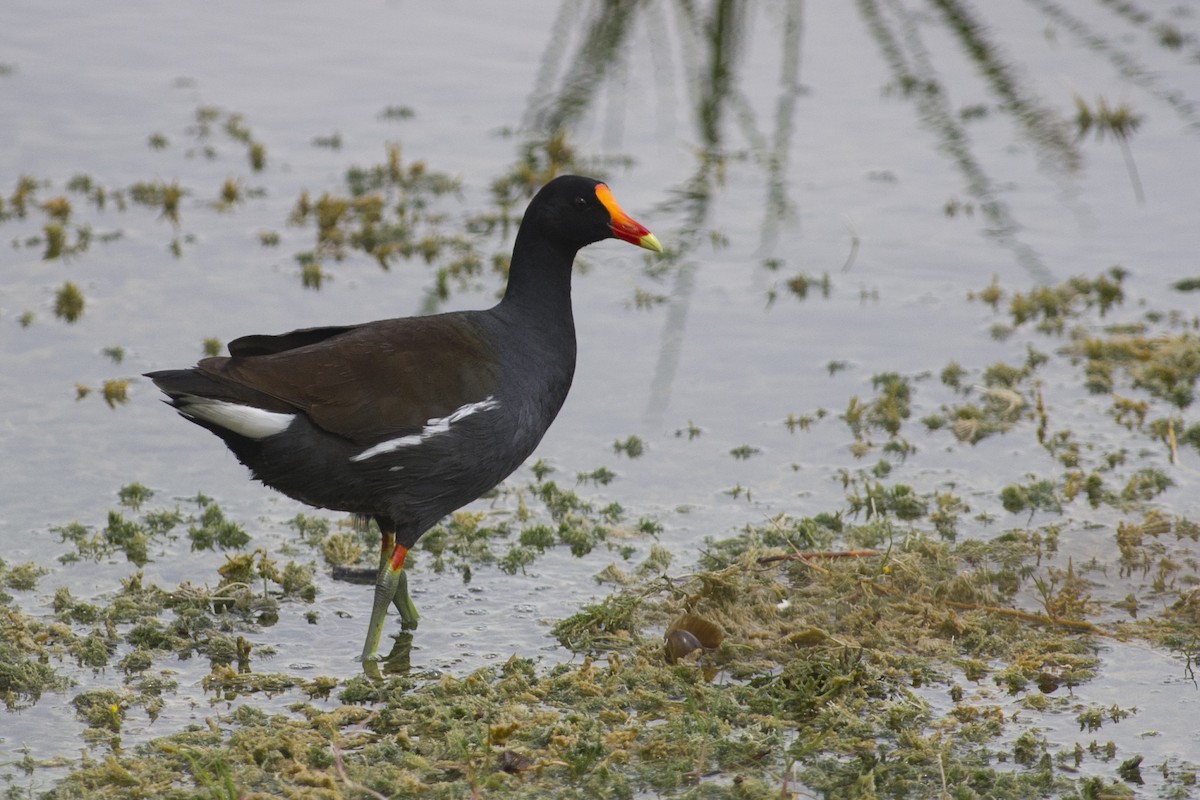 Common Gallinule - ML29130631