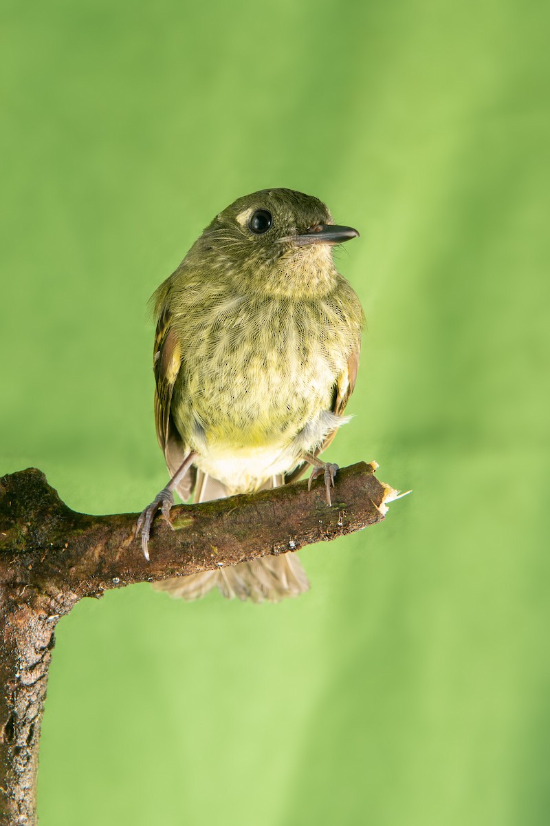 Olive-striped Flycatcher - Pancho Enriquez