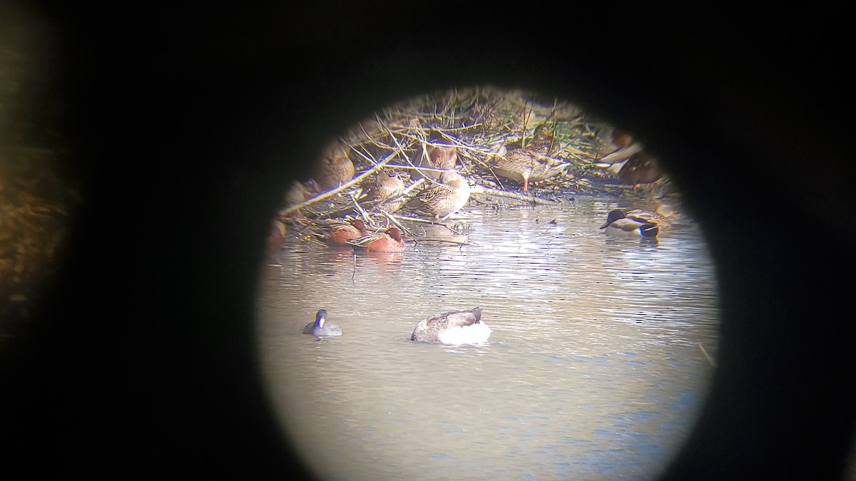 Cinnamon Teal - ML291308371