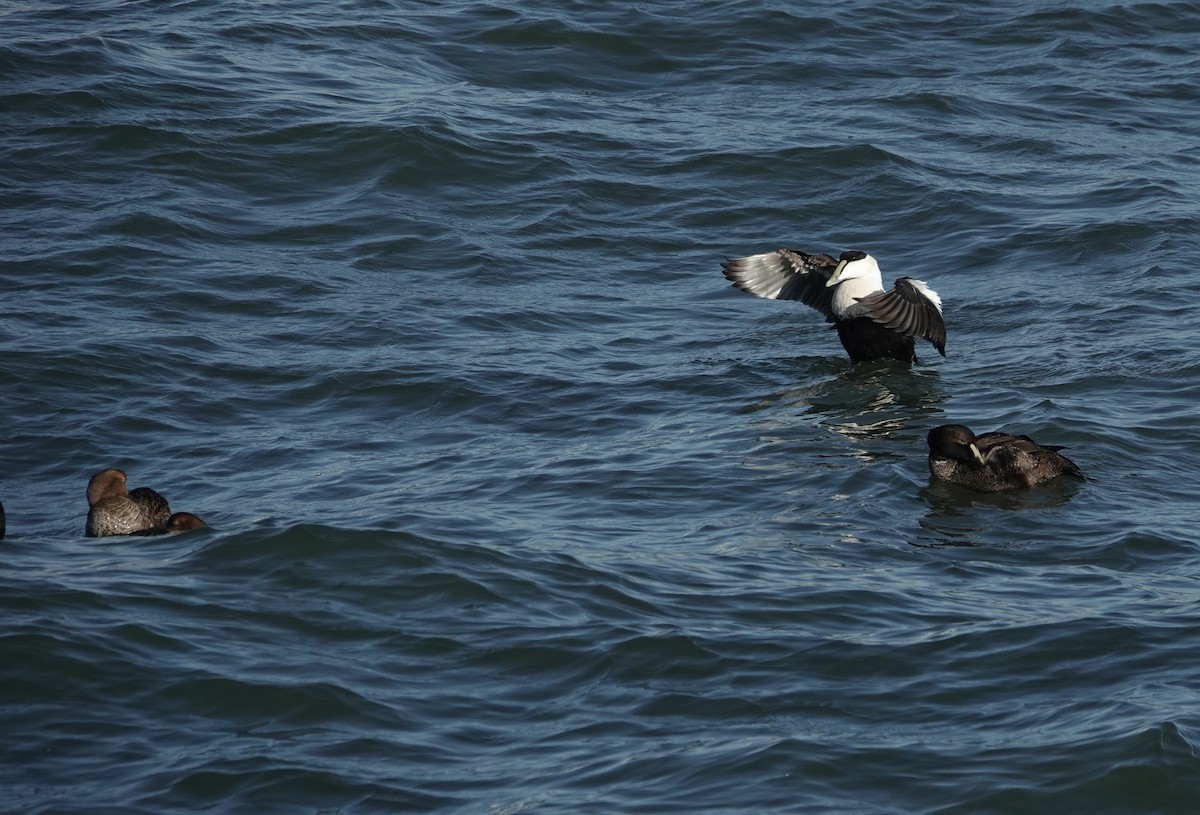 Common Eider - ML291309031