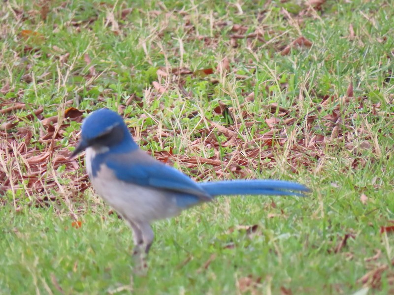 California Scrub-Jay - ML291311371