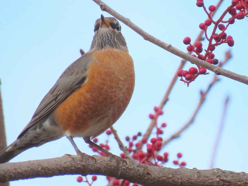 American Robin - ML291311521