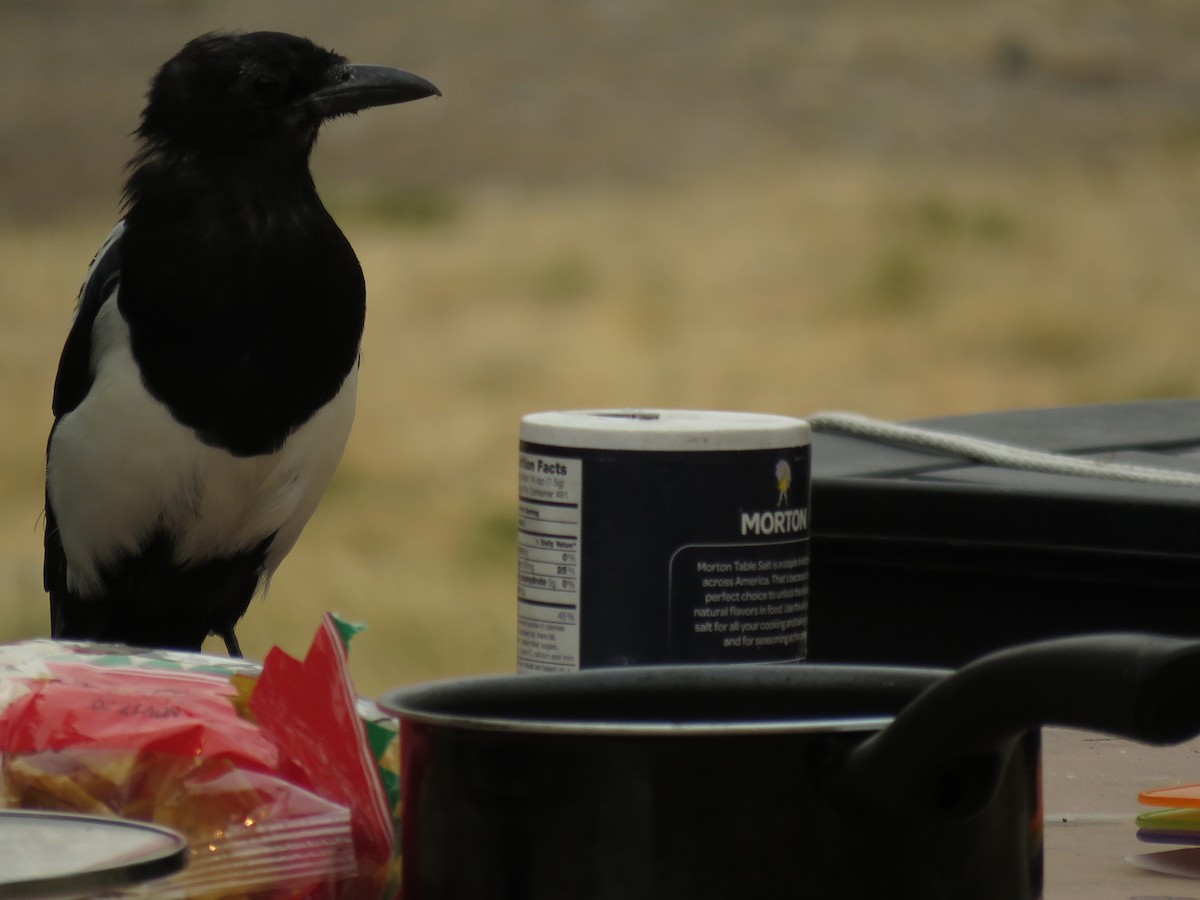 Black-billed Magpie - Kai Frueh