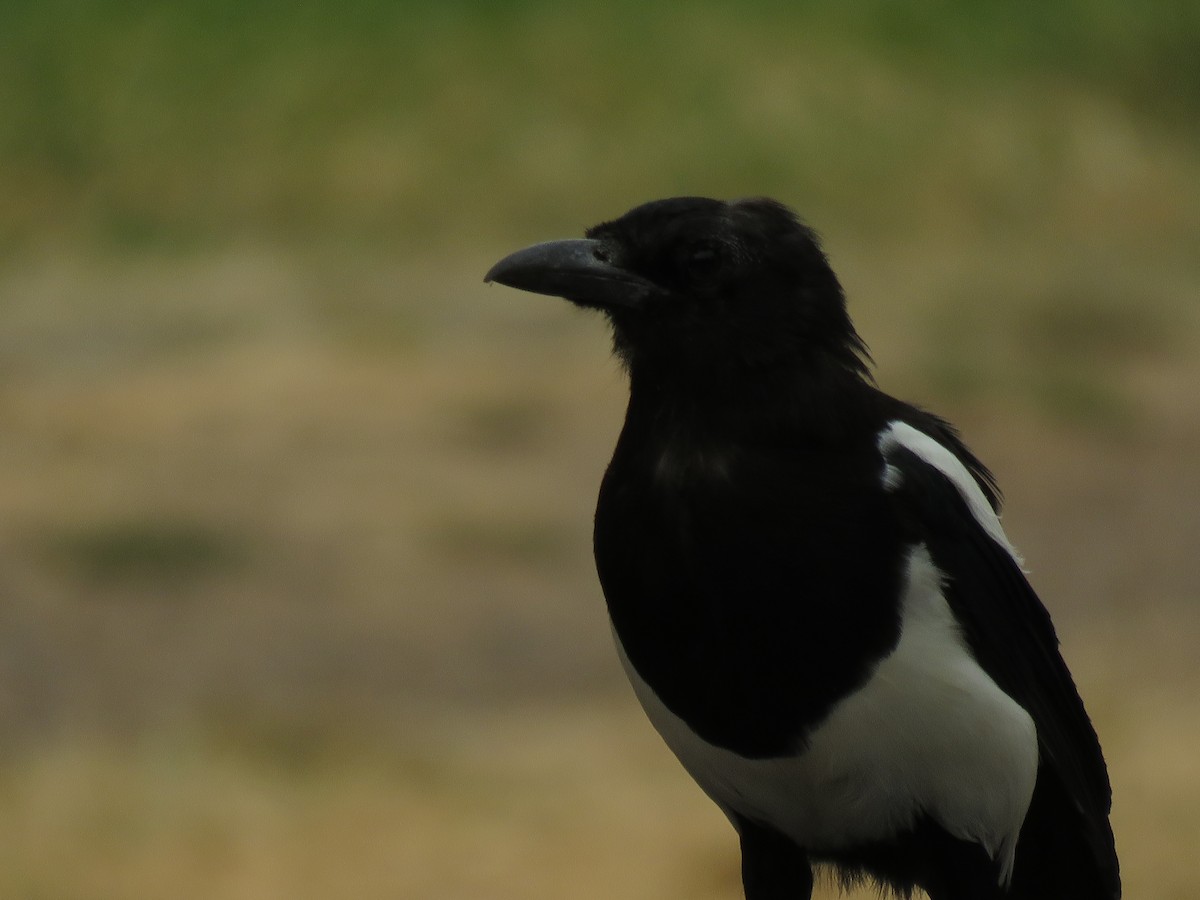 Black-billed Magpie - Kai Frueh