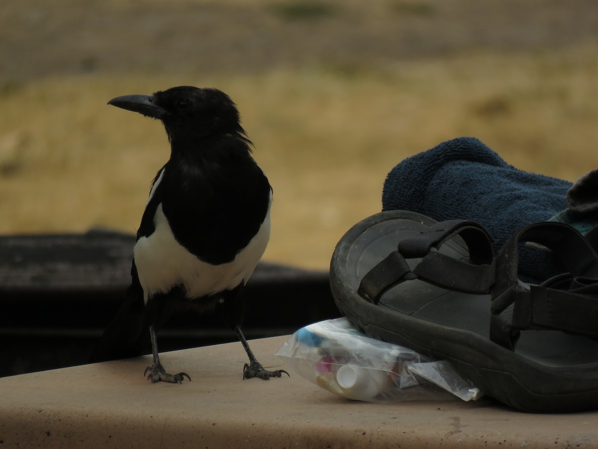 Black-billed Magpie - Kai Frueh