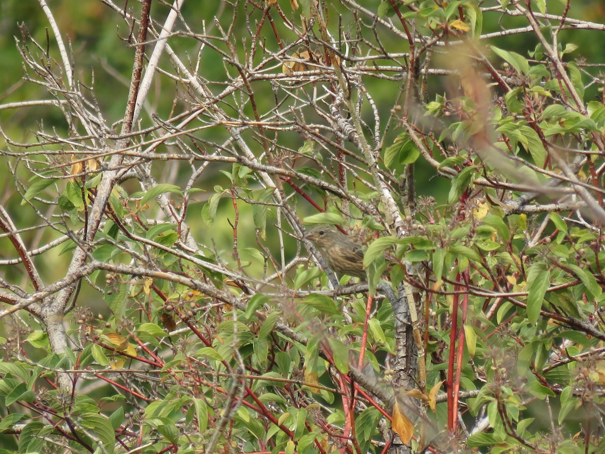 House Finch - ML291313551