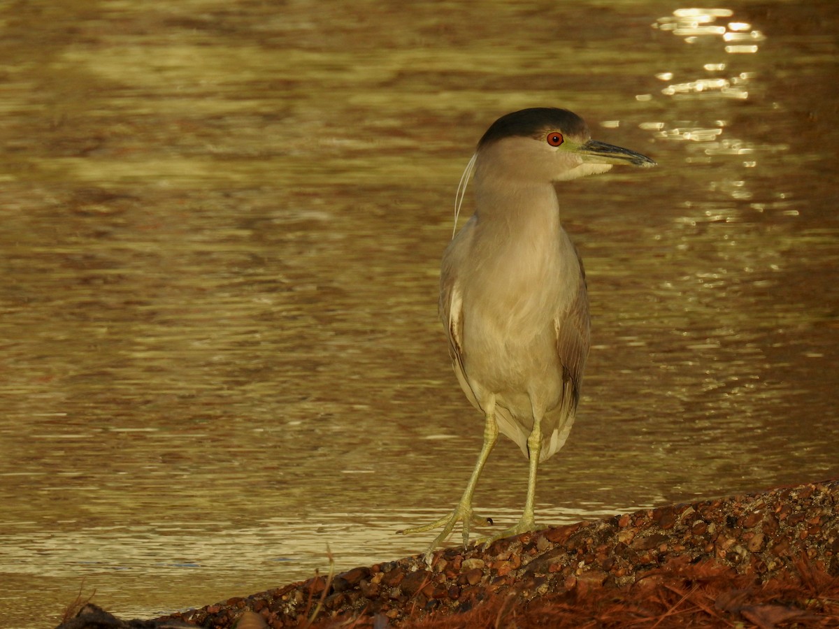 Black-crowned Night Heron - ML291315121