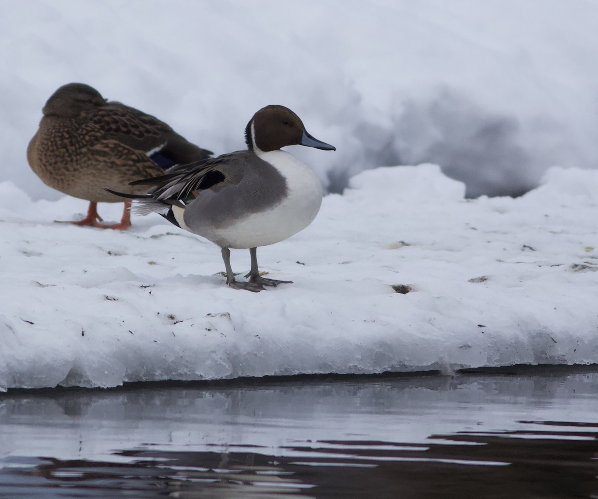 Northern Pintail - ML291316541