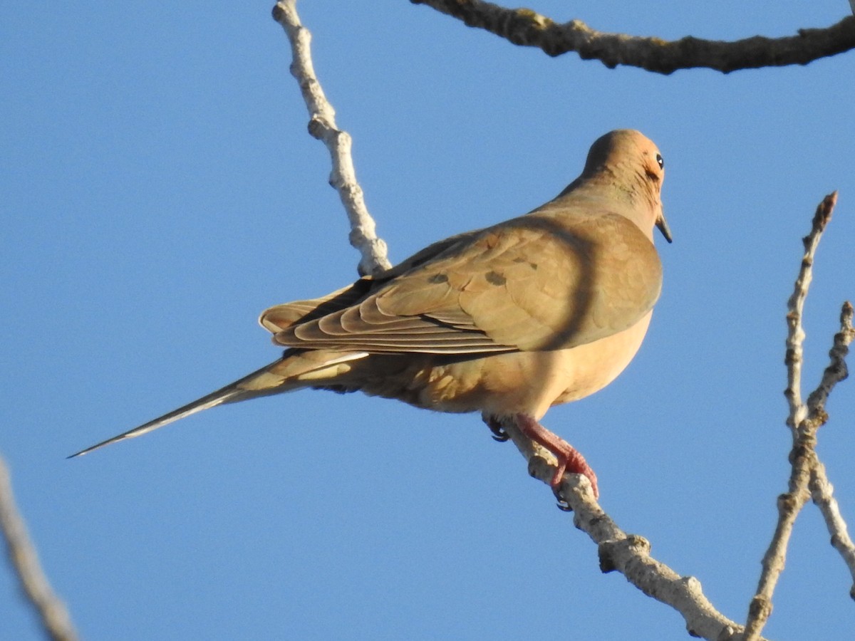 Mourning Dove - Aidan Brubaker