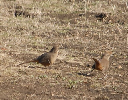 California Thrasher - Jaime Chaves