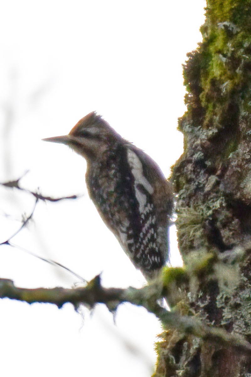 Yellow-bellied Sapsucker - ML291318361