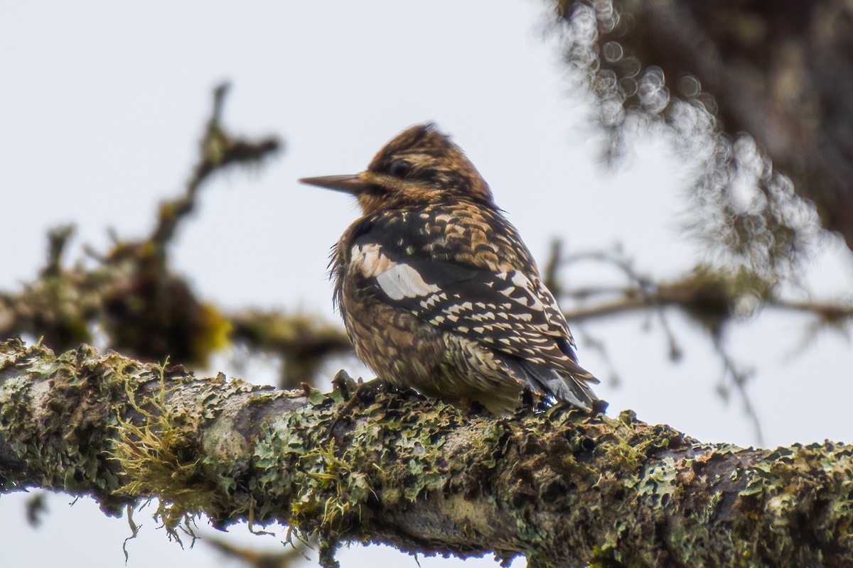 Yellow-bellied Sapsucker - ML291318451