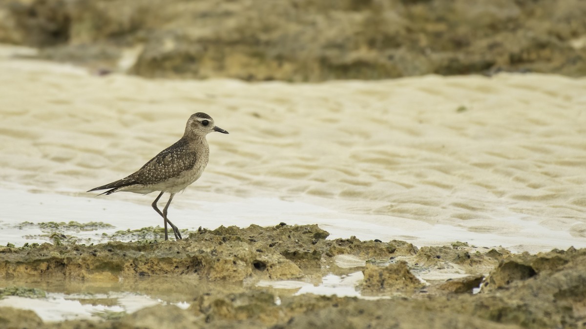 American Golden-Plover - ML291318781