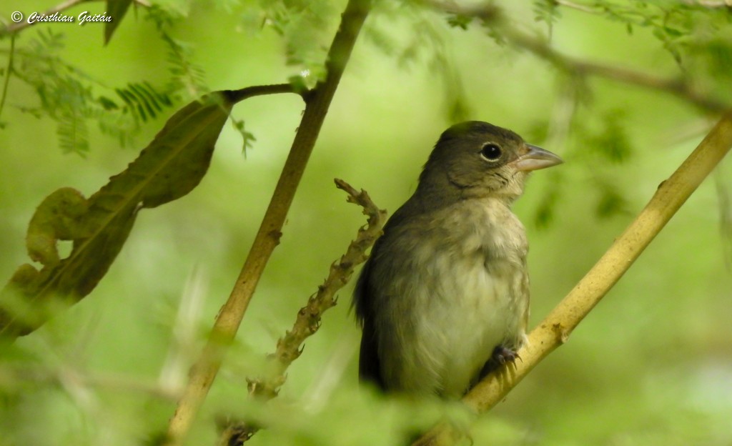 Pileated Finch - ML291322751