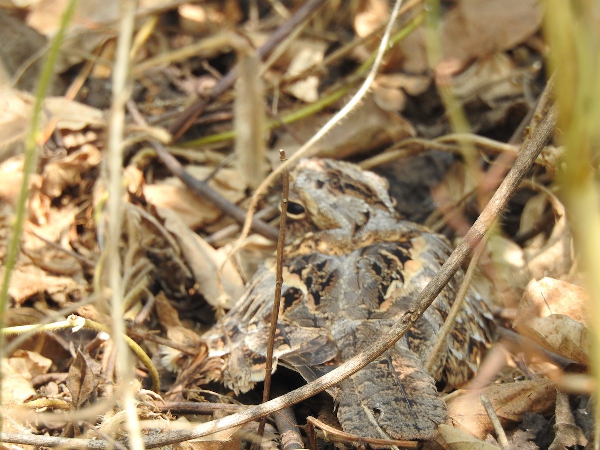 Indian Nightjar - ML291323041