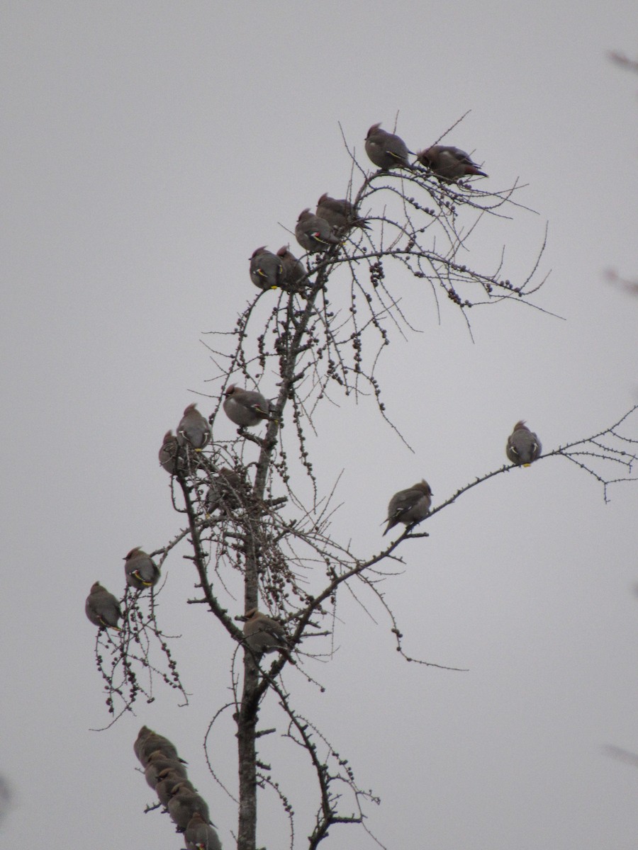 Bohemian Waxwing - ML291325071