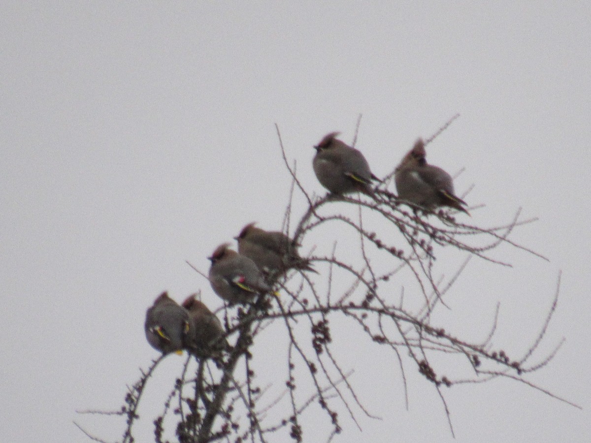 Bohemian Waxwing - ML291325101