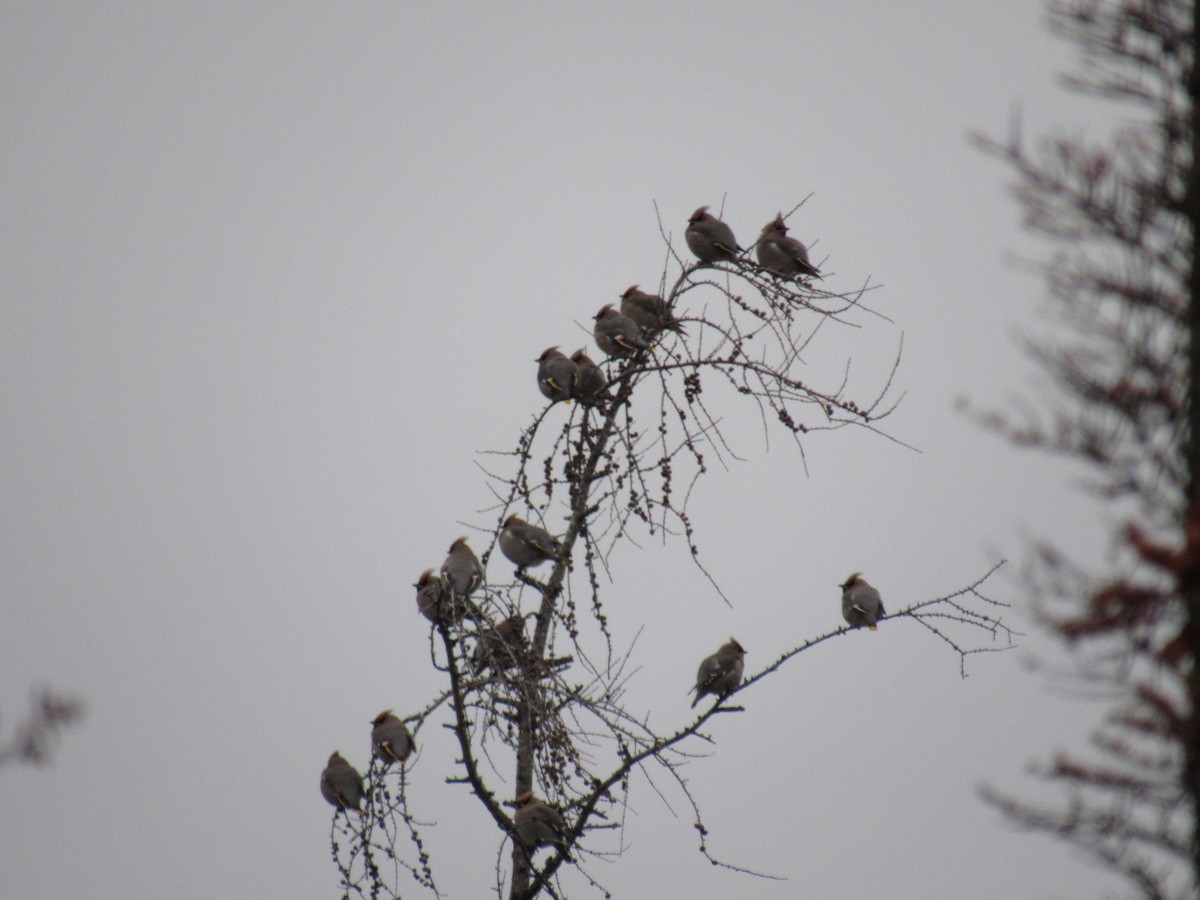 Bohemian Waxwing - ML291325151