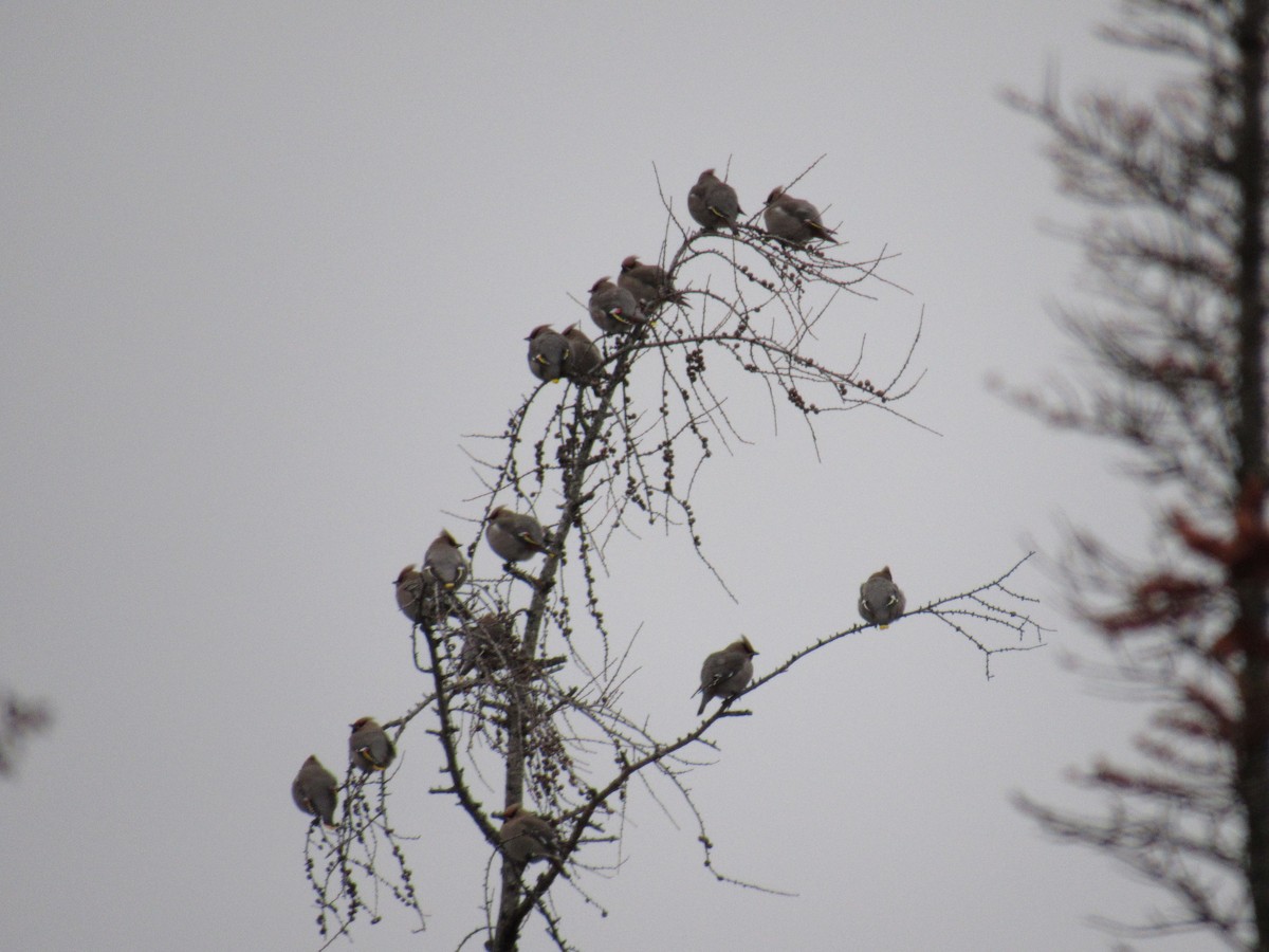 Bohemian Waxwing - ML291325161