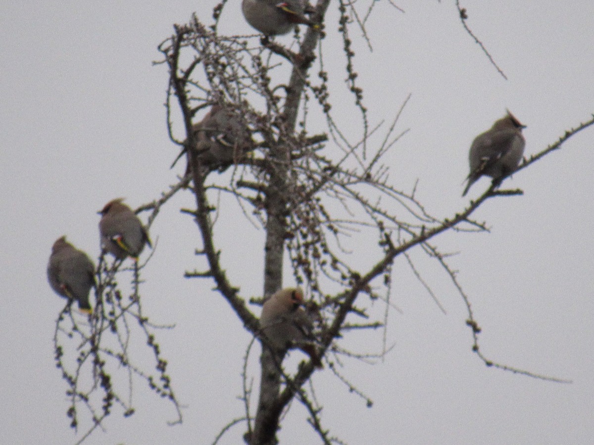 Bohemian Waxwing - ML291325261