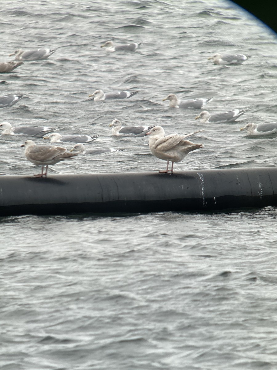 Glaucous Gull - Sick Boy