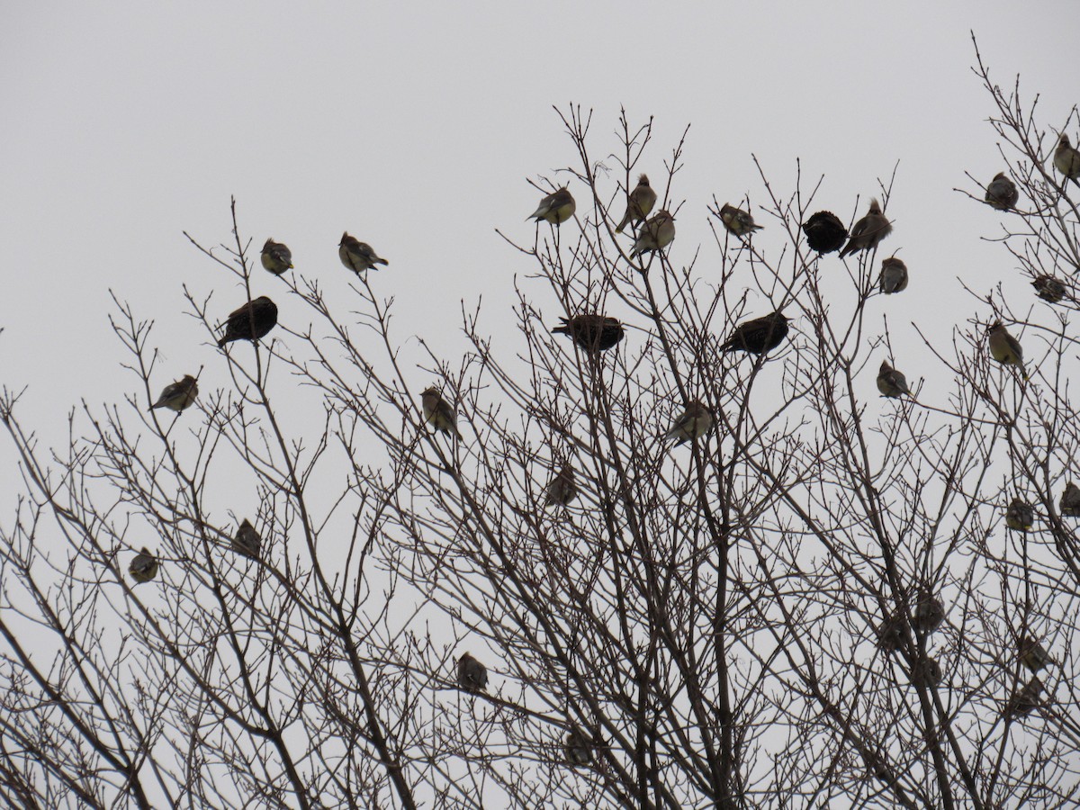 Bohemian Waxwing - Jayson Giese