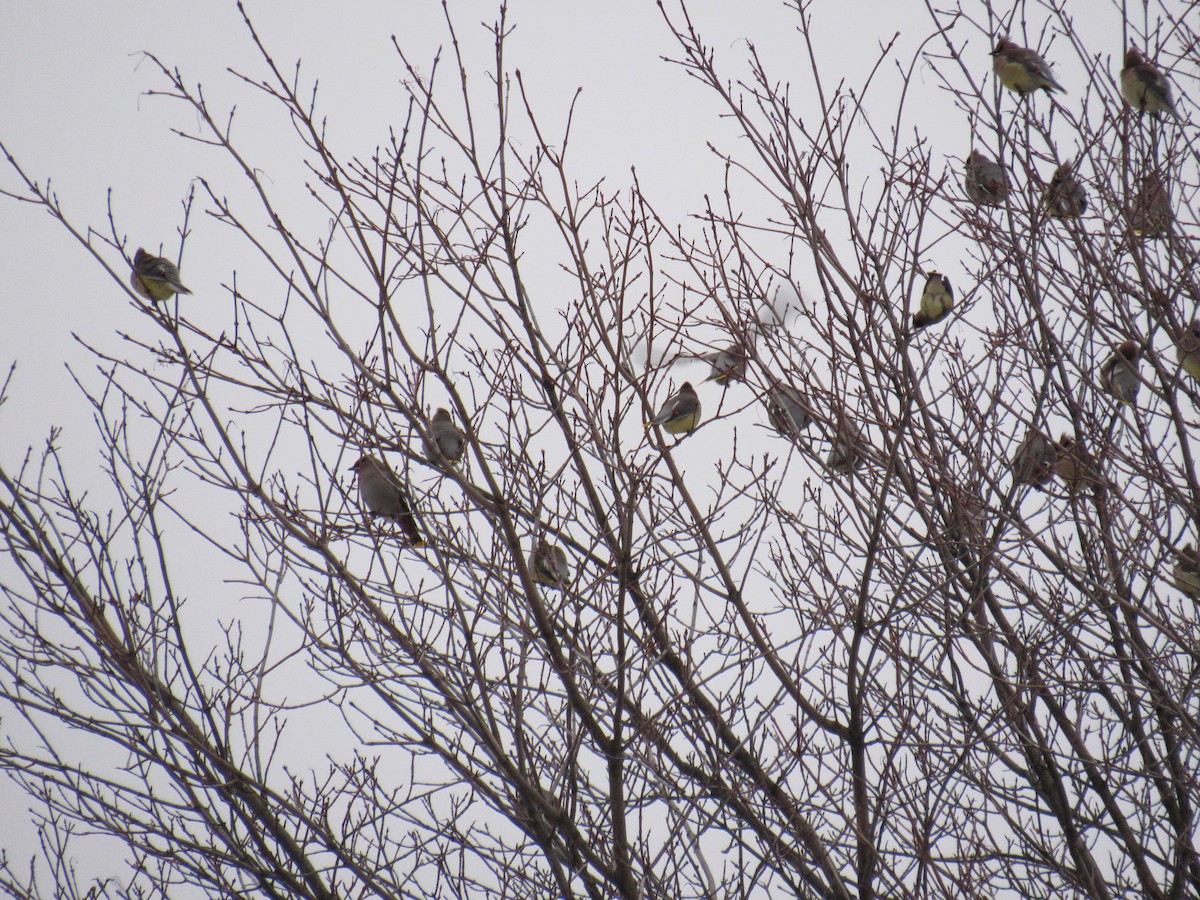 Bohemian Waxwing - ML291327281