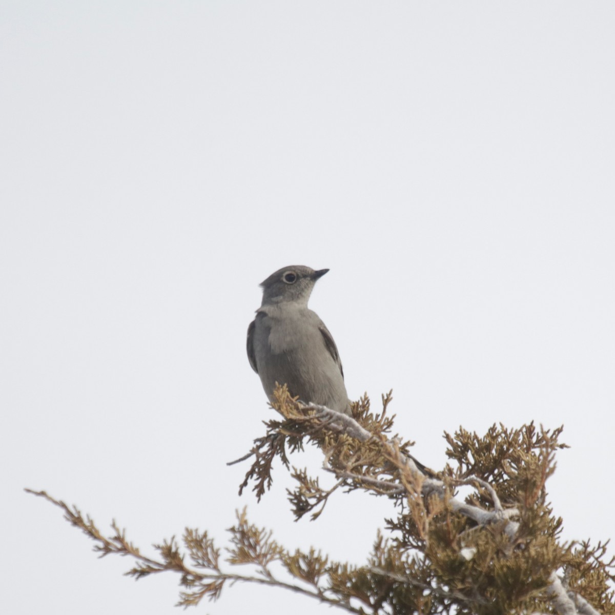 Townsend's Solitaire - ML291327321