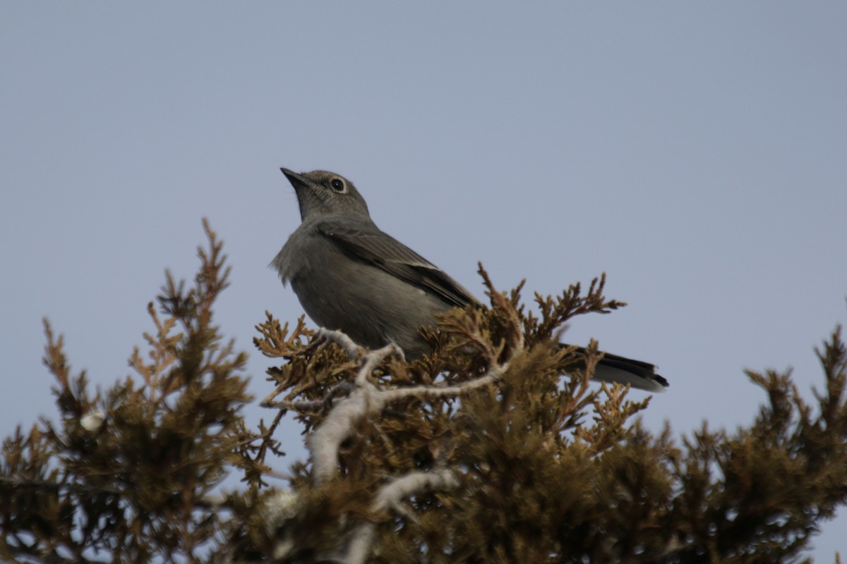 Townsend's Solitaire - ML291327341