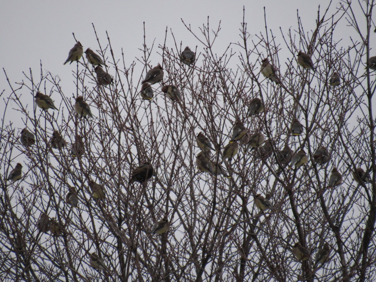 Bohemian Waxwing - ML291327361