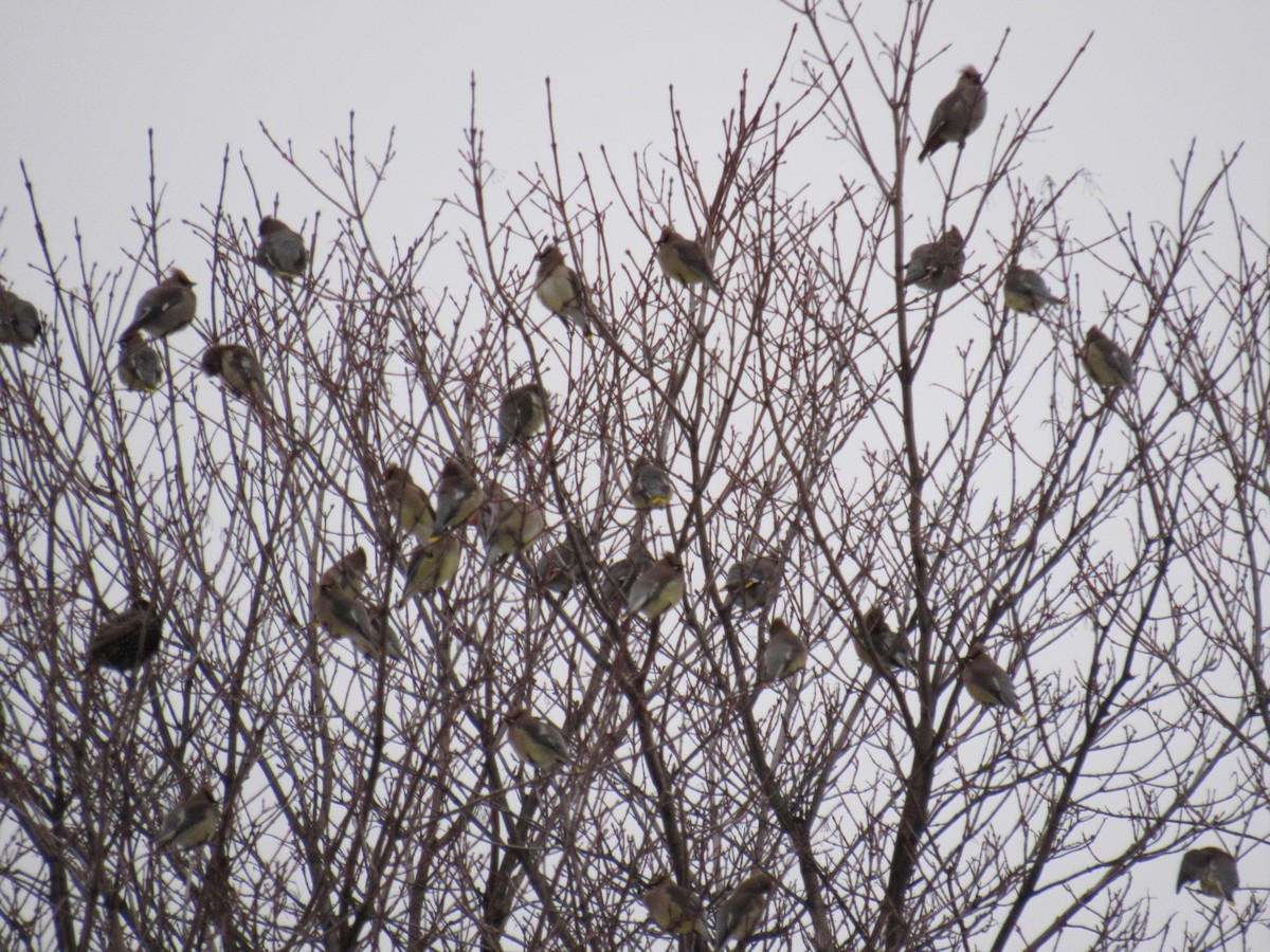 Bohemian Waxwing - ML291327371