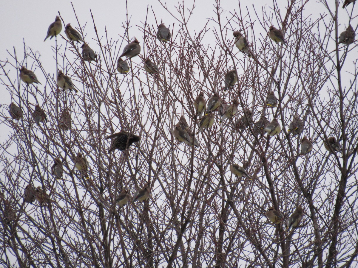 Bohemian Waxwing - ML291327521