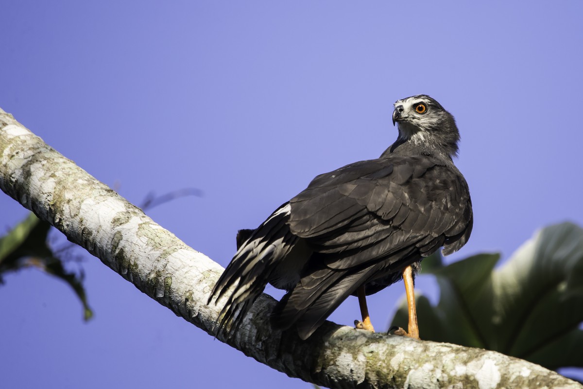 Crane Hawk - ML291328791