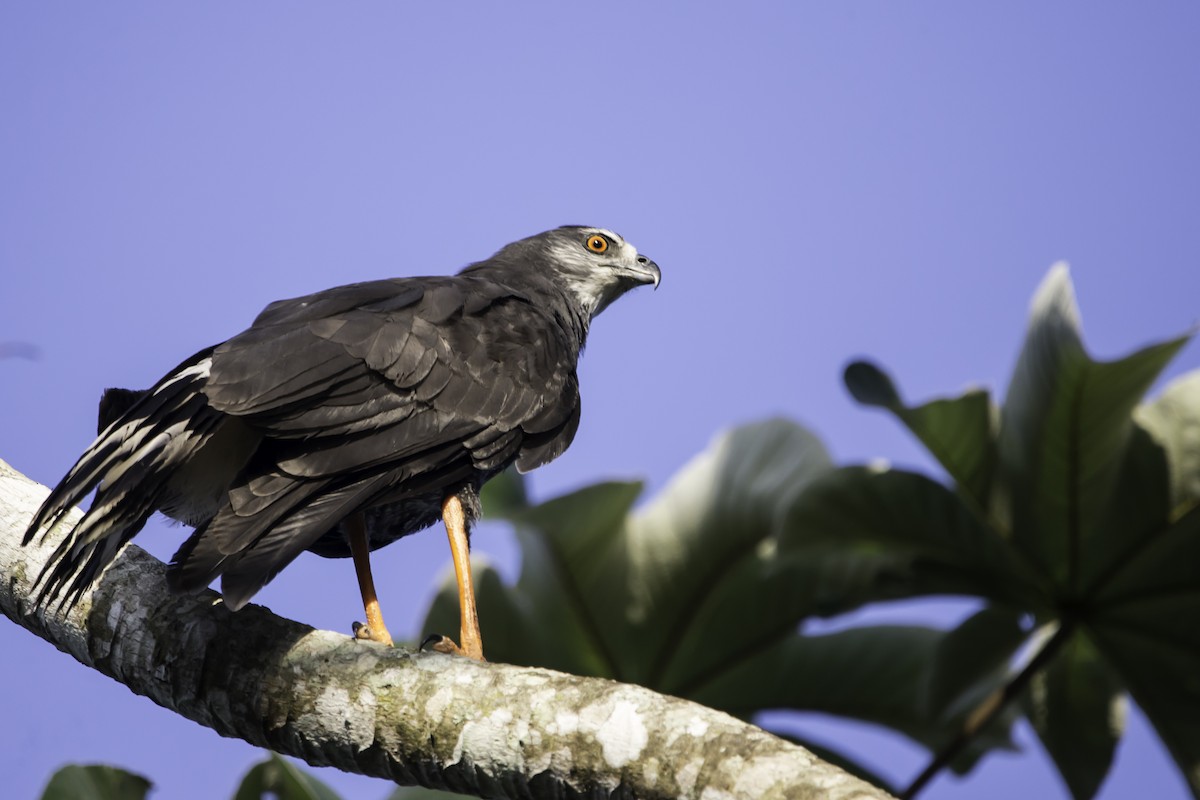 Crane Hawk - ML291328801