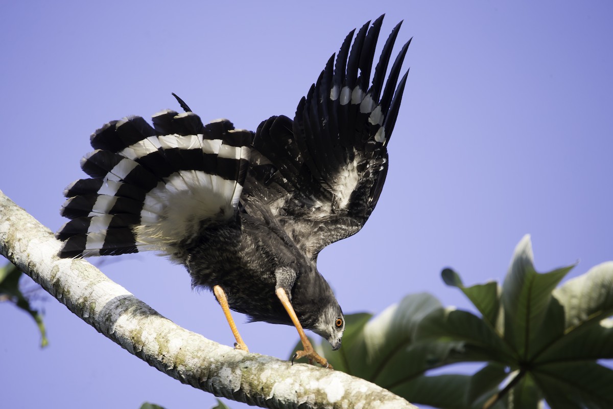 Crane Hawk - ML291328941