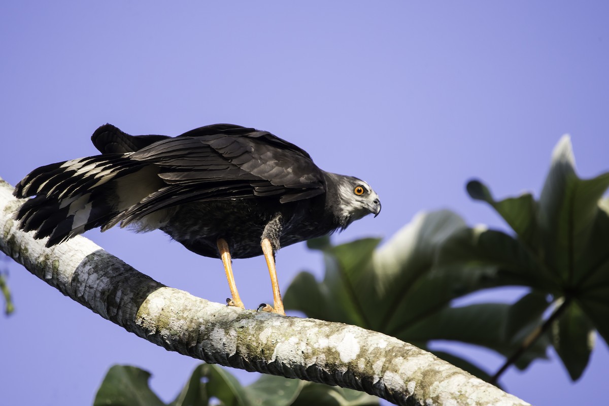 Crane Hawk - ML291328971