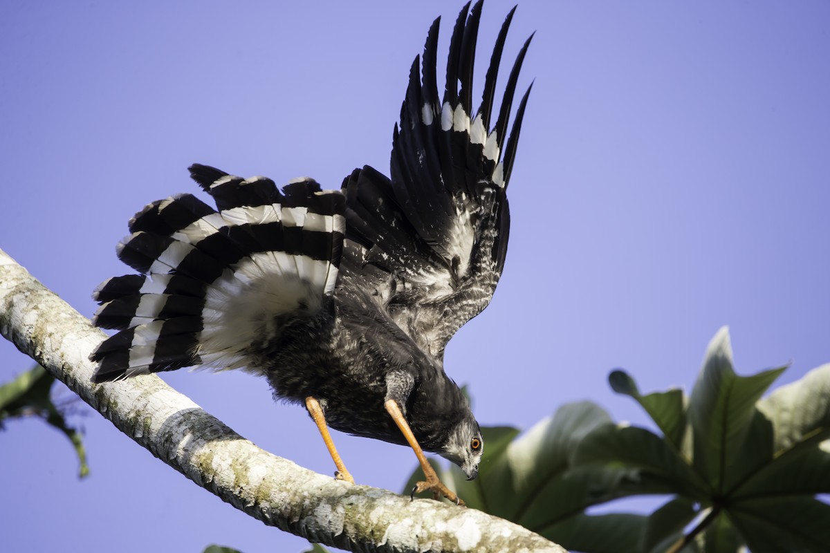 Crane Hawk - ML291329031