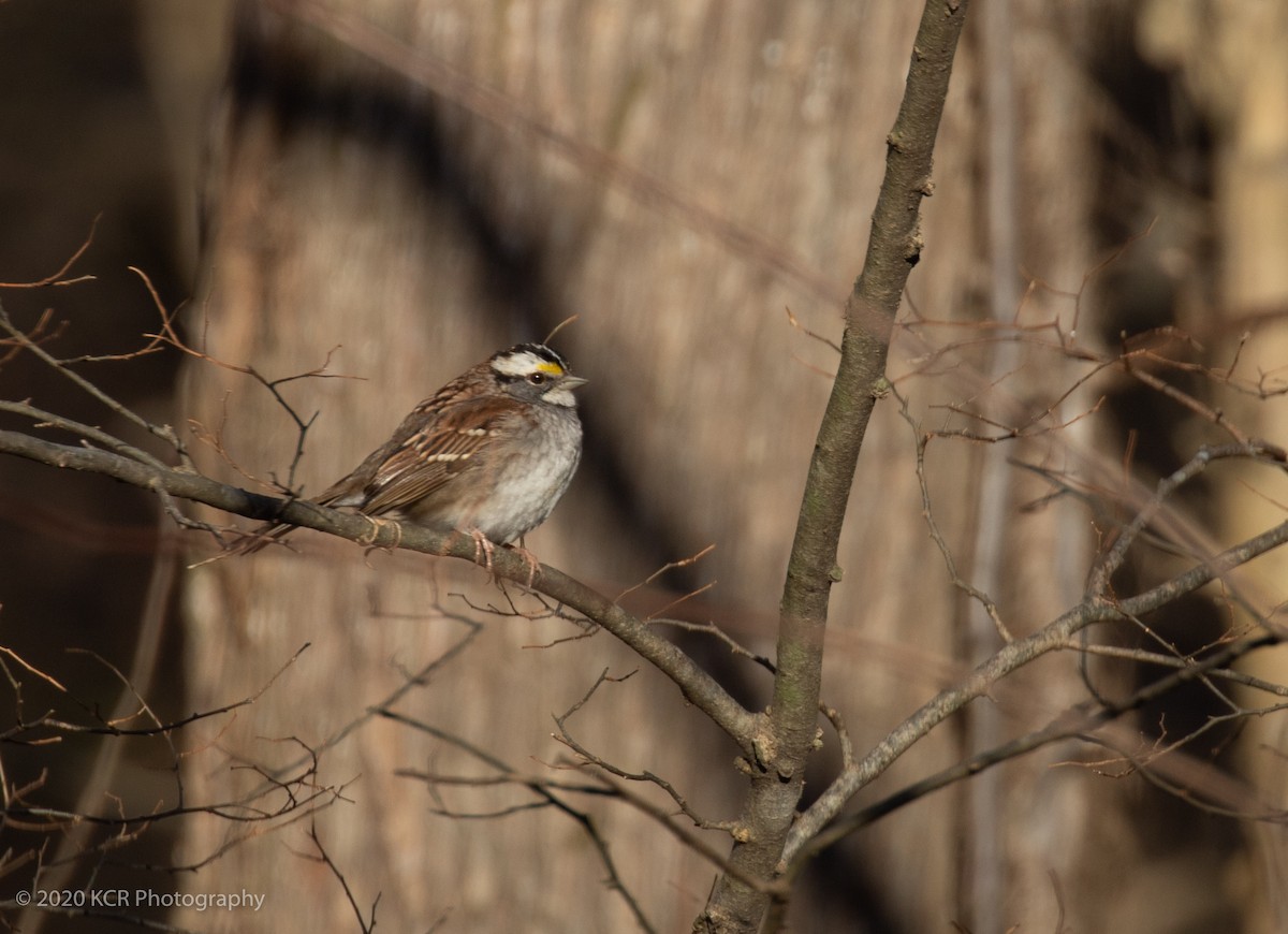 White-throated Sparrow - ML291329051