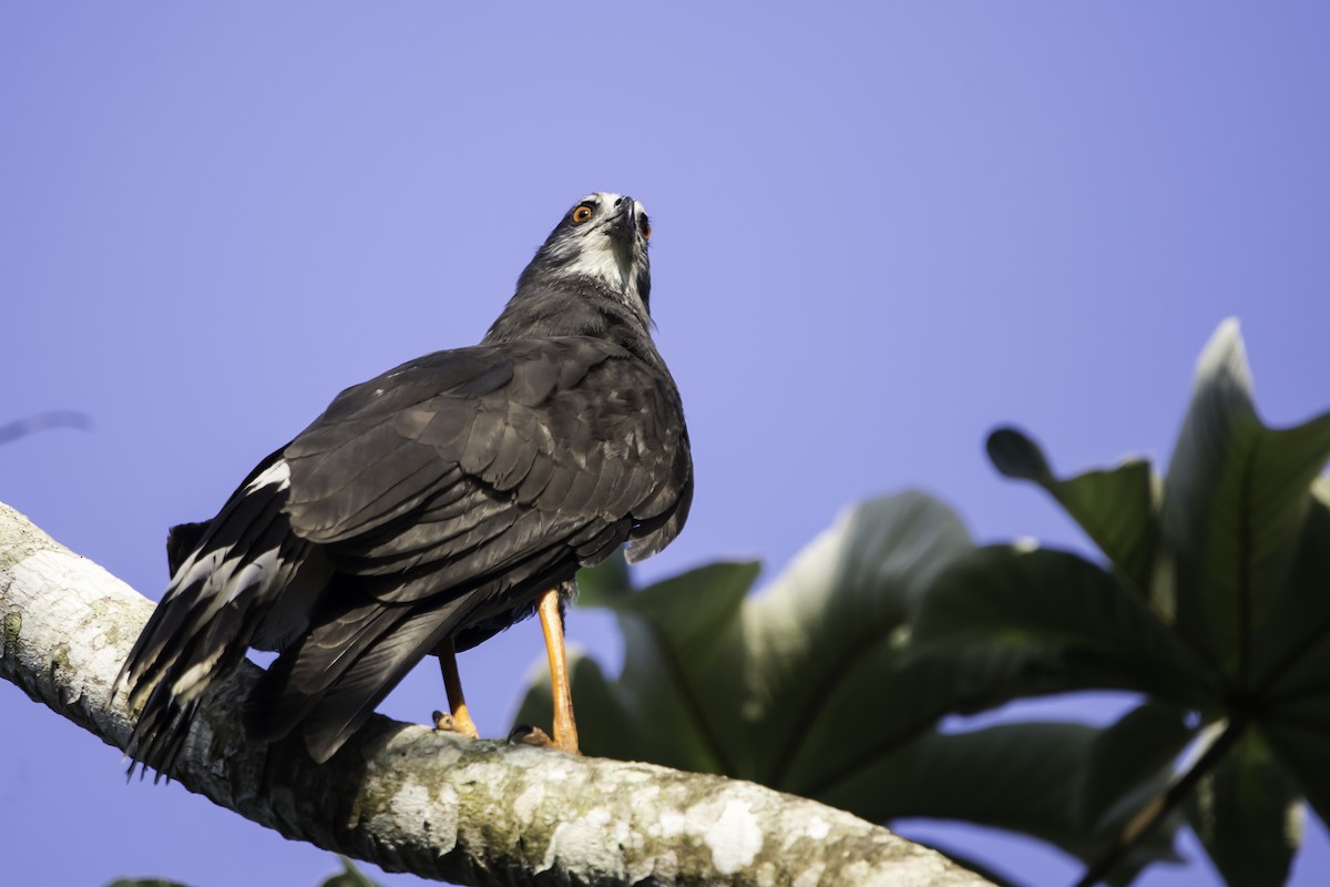 Crane Hawk - ML291329401