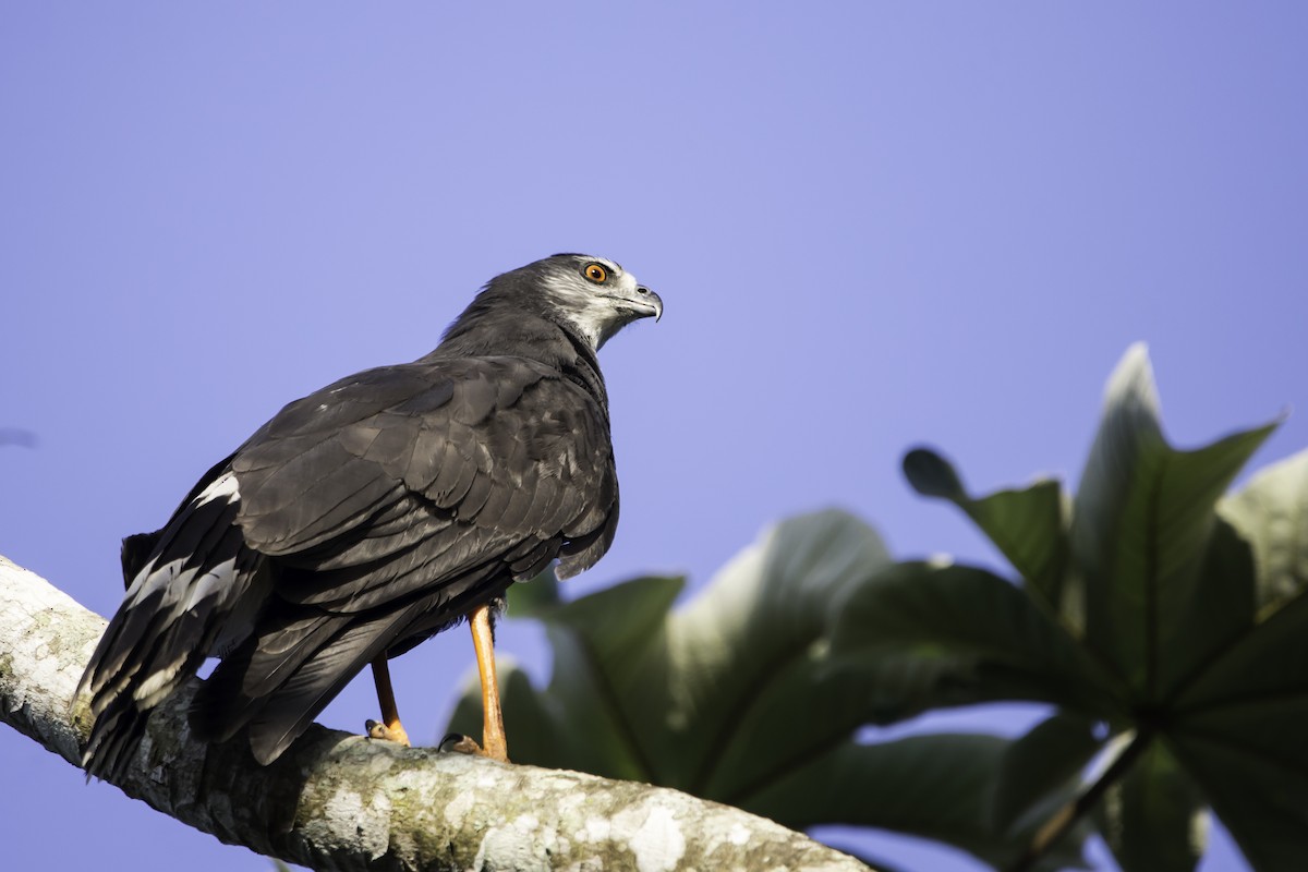 Crane Hawk - ML291329431