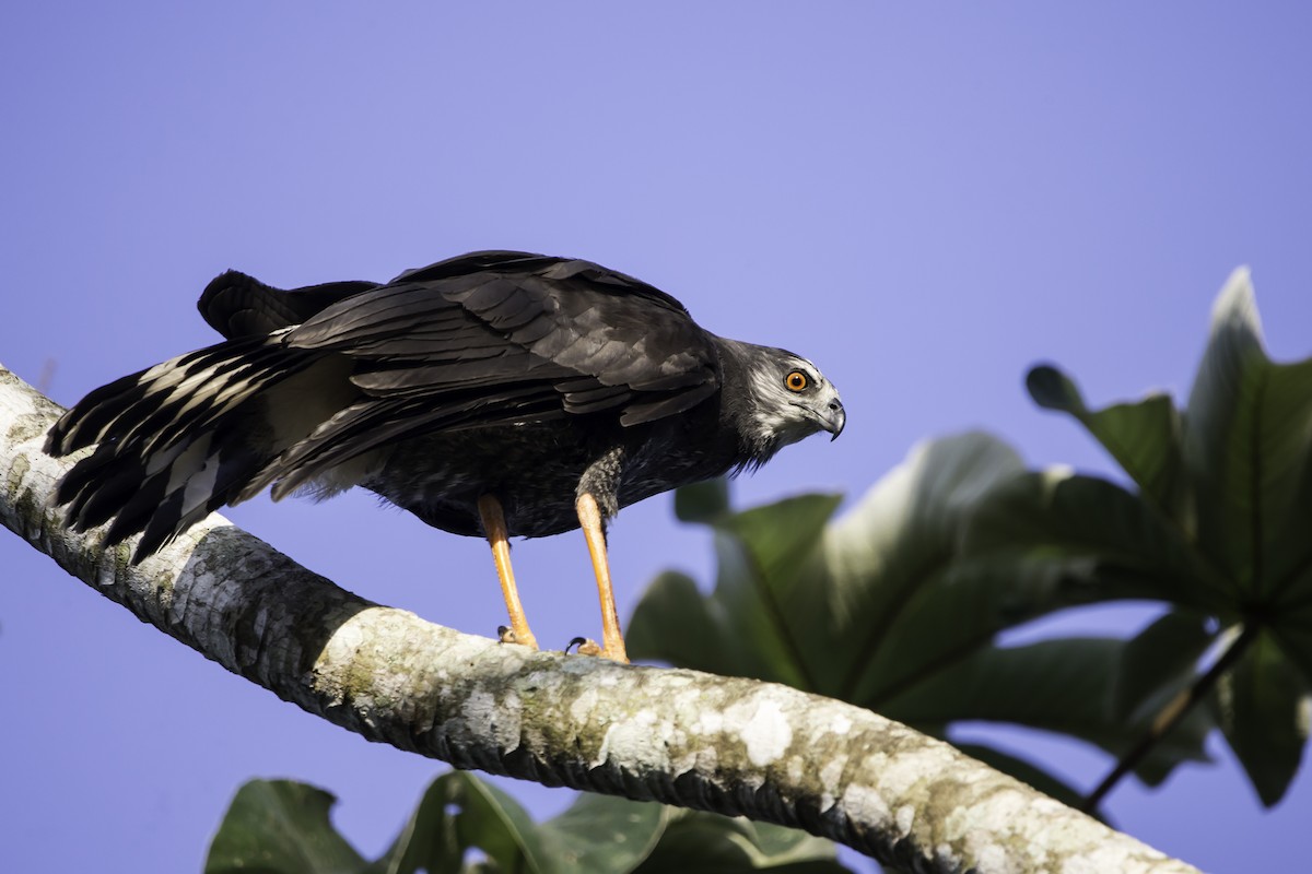 Crane Hawk - ML291329451