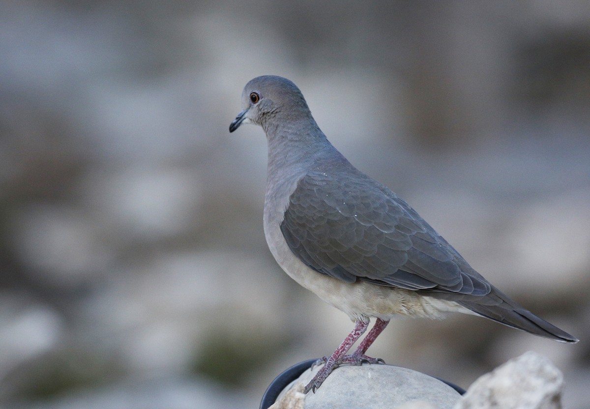 White-tipped Dove - ML291329701