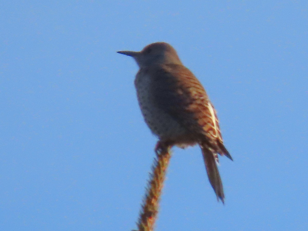 Northern Flicker - ML291331811